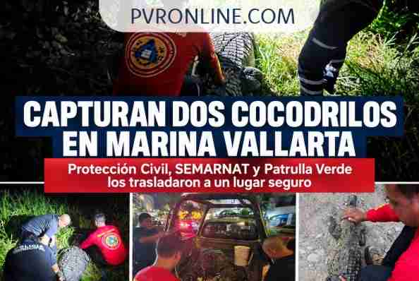 Capturan y reubican a dos cocodrilos en Marina Vallarta
